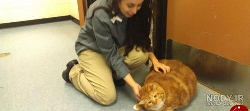 عکس گارفیلد با لازانیا