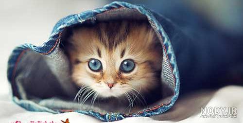 عکس گربه پشمالو