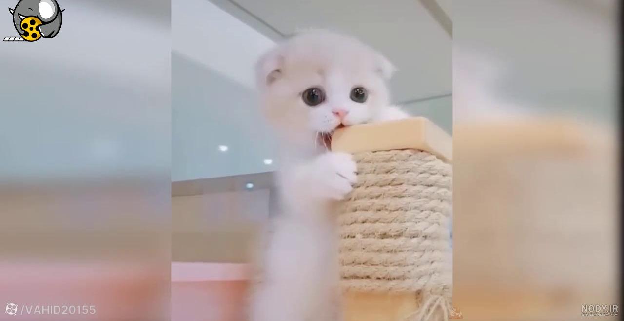 عکس بچه گربه واقعی