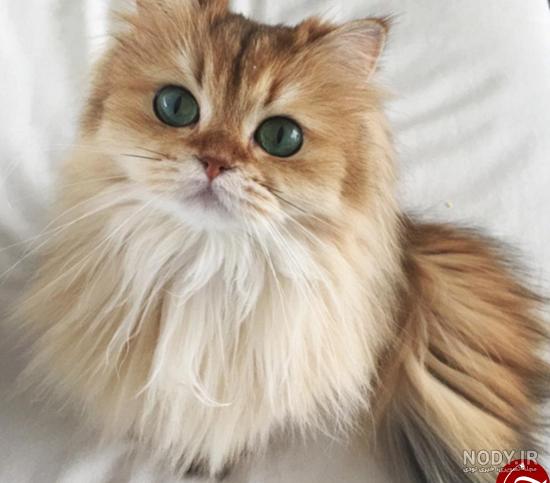 نقاشی گربه چکمه پوش