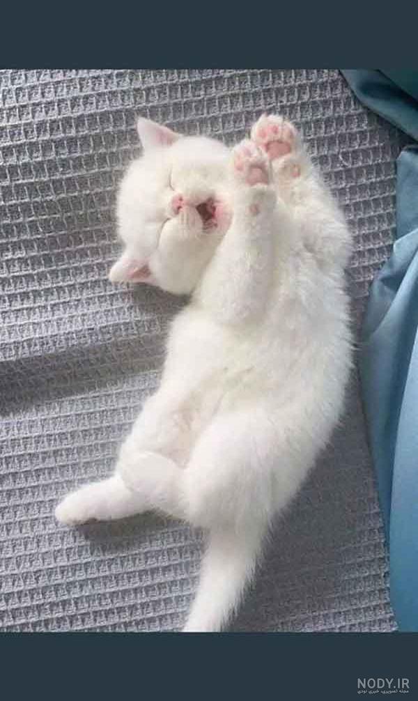 عکس بچه گربه واقعی