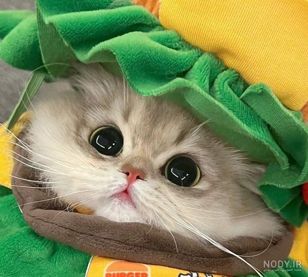 عکس بچه گربه واقعی
