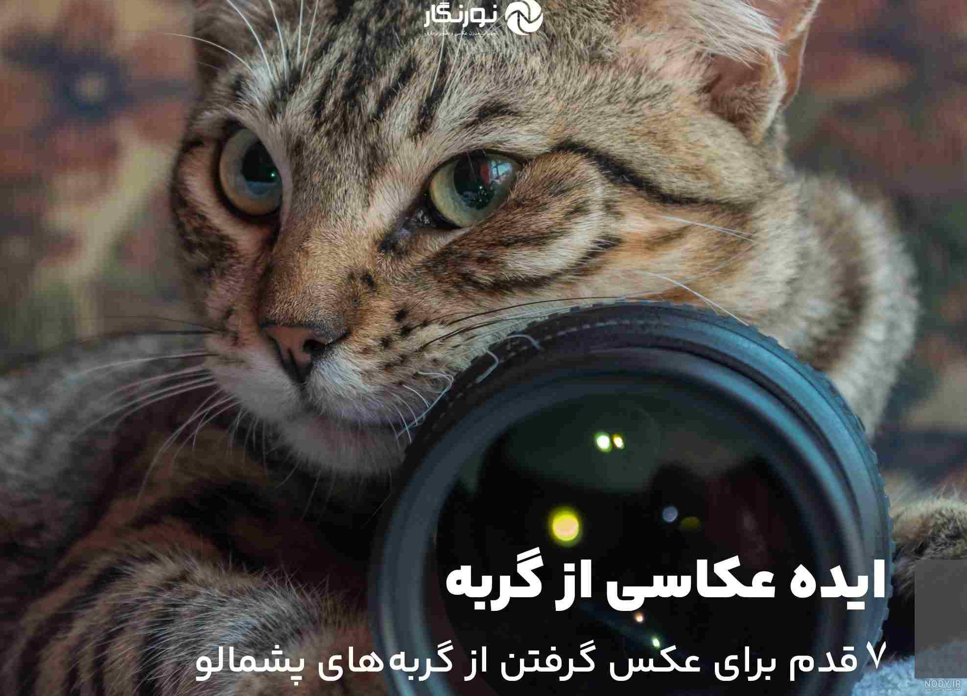 عکس گربه پشمالو