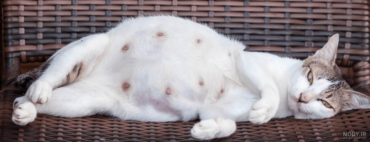 Dr Taghizadeh Pet clinic -راهنمای کامل زایمان و بارداری گربه Dr Taghizadeh Pet clinic -راهنمای کامل زایمان و بارداری گربه