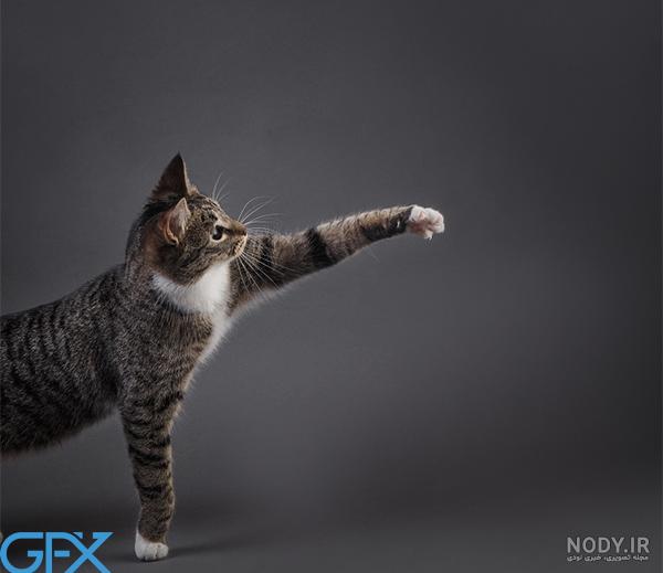 cat-hayatkhalvat-com (3) – حیاط خلوت cat-hayatkhalvat-com (3) – حیاط خلوت