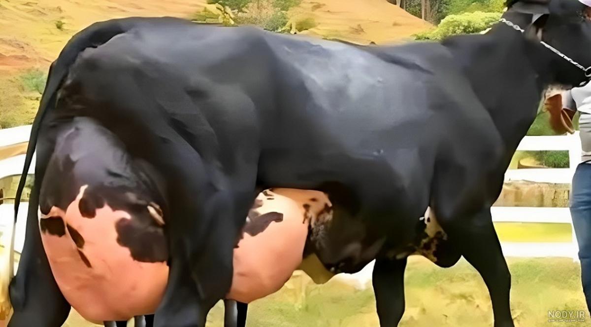139507121043517418829631.mp4