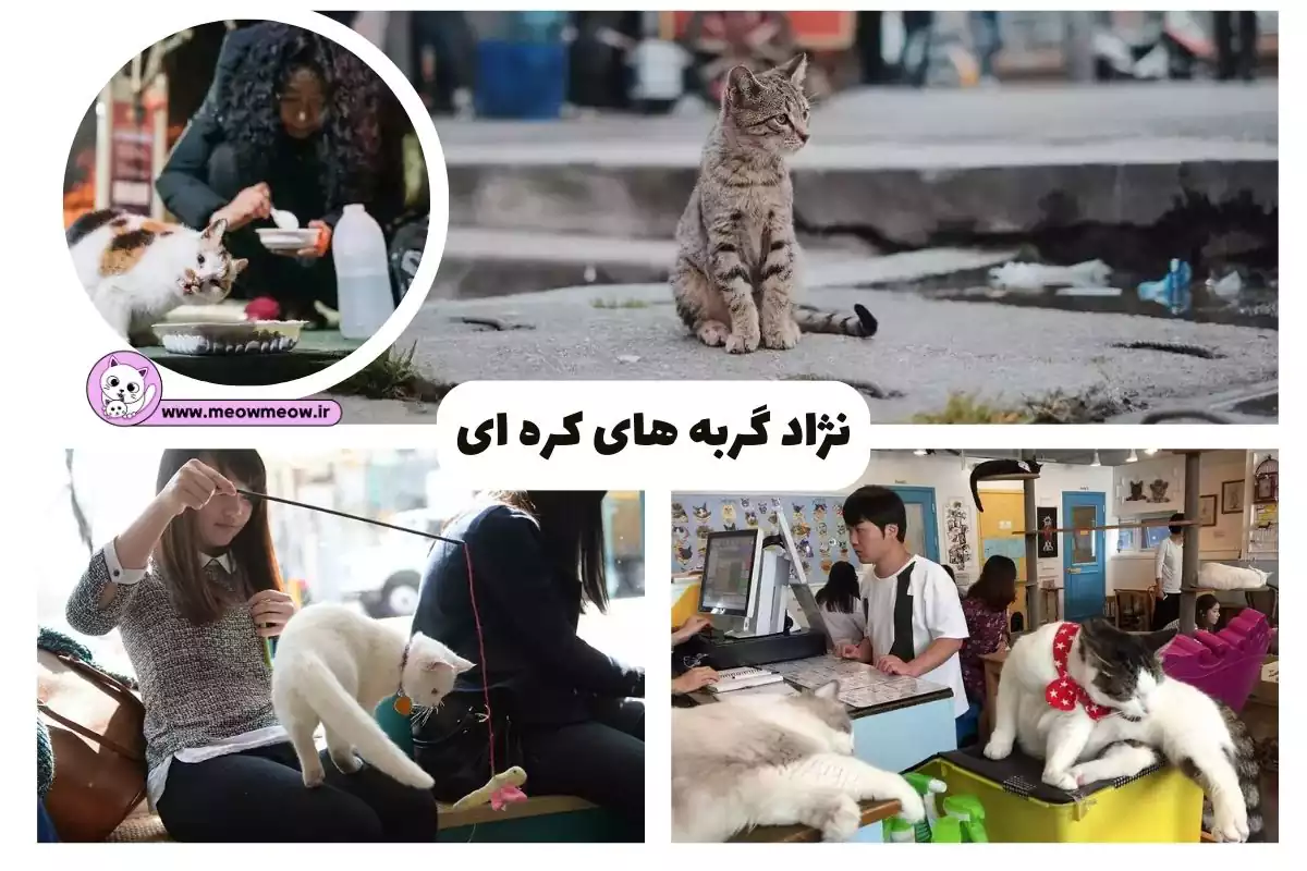 15 خطرناک ترین نژاد گربه در جهان