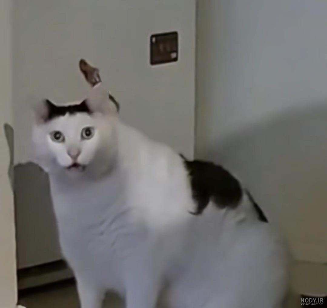 7 راهی که گربه ها به انسان احساساتشان را نشان می دهند-@ITPetnet