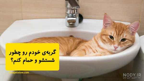7 راهی که گربه ها به انسان احساساتشان را نشان می دهند-@ITPetnet 7 راهی که گربه ها به انسان احساساتشان را نشان می دهند-@ITPetnet