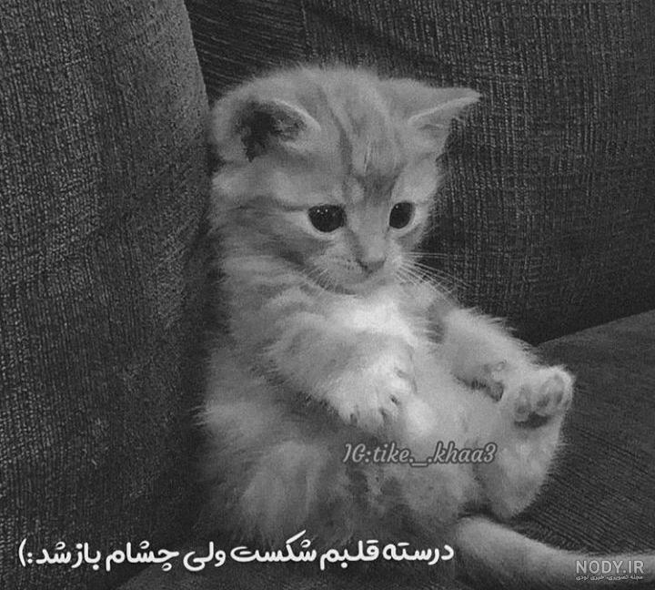 46 عکس از گربه غمگین سیاه سفید که دل هر کسی را میبرد 46 عکس از گربه غمگین سیاه سفید که دل هر کسی را میبرد