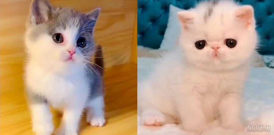 kitten عکس با کیفیت kitten و وکتور لایه باز kitten پارس استاک | شاتر استوک  پارسی