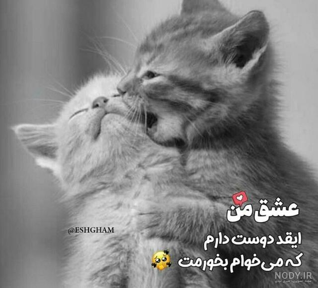30 عکس پروفایل گربه های بانمک و دوست داشتنی 30 عکس پروفایل گربه های بانمک و دوست داشتنی