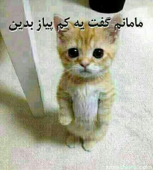 50 عکس گربه برای پروفایل 2023 جدید؛ بسیار ملوس و کیوت گوگولی با ژستهای مختلف - گلی خانوم 50 عکس گربه برای پروفایل 2023 جدید؛ بسیار ملوس و کیوت گوگولی با ژستهای مختلف - گلی خانوم