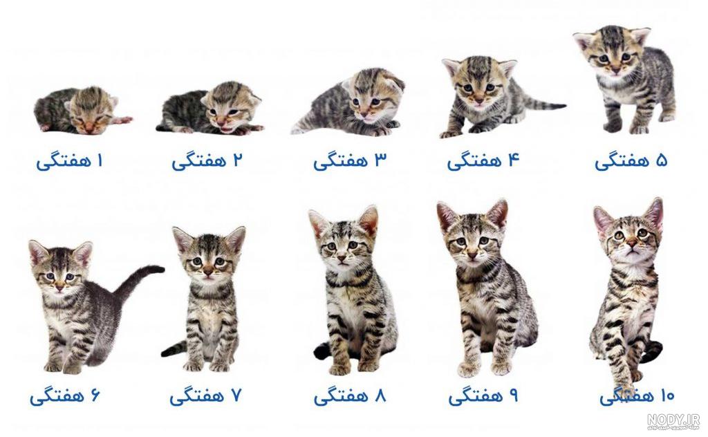 22 عکس گربه های ملوس و بامزه برای والپیپر - سایت ناگهان