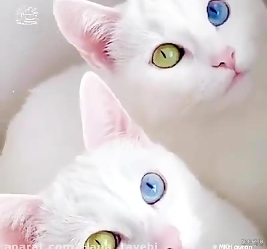22 عکس گربه های ملوس و بامزه برای والپیپر - سایت ناگهان