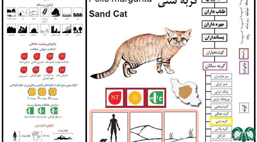 8 کاری که هرگز نباید با گربه خود انجام دهید! - پت شاپ آنلاین سیناوت |  Sinavet