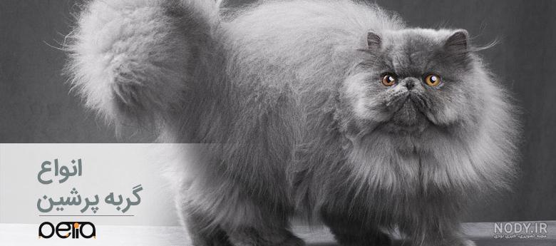 Persian cat shop‎