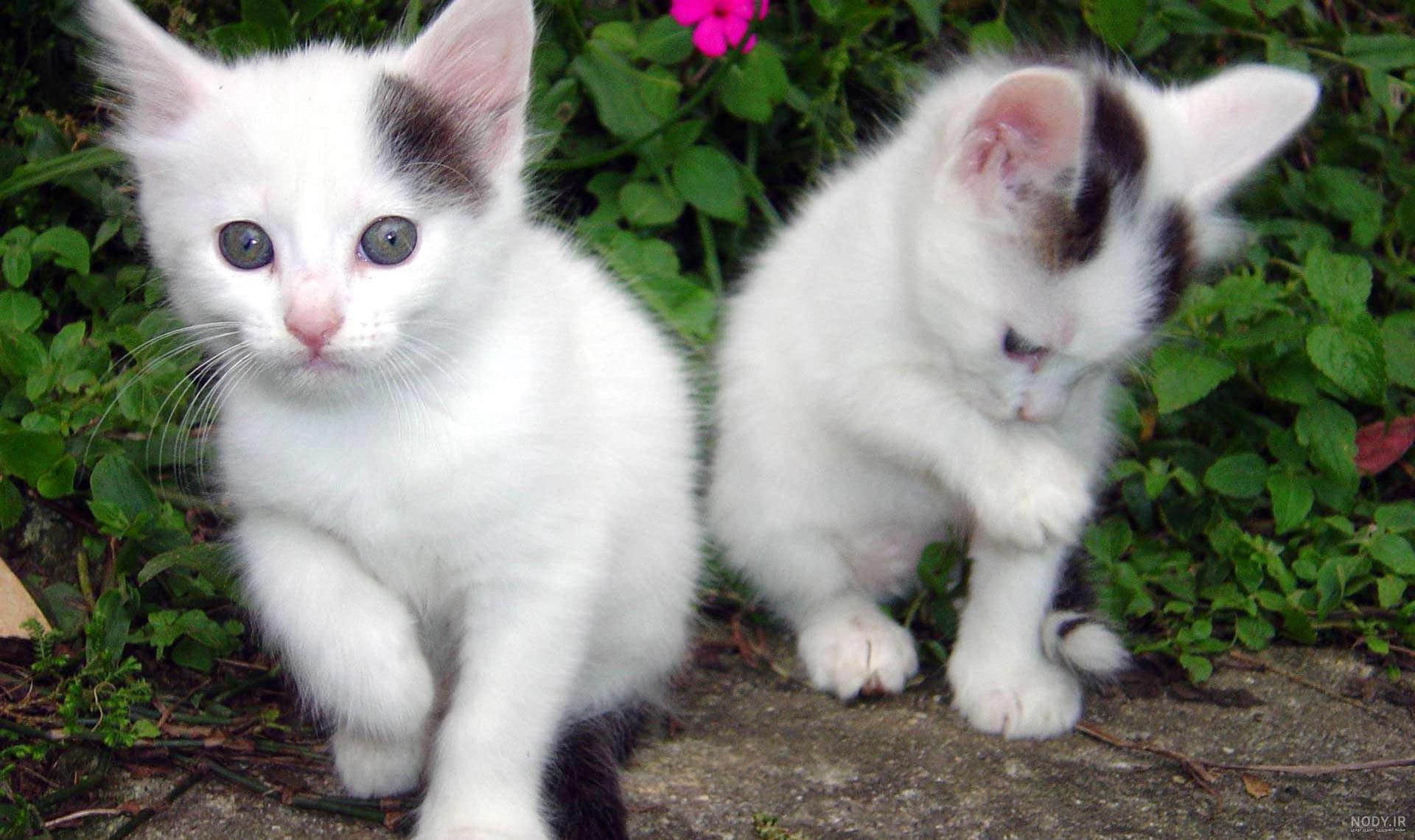 Cat for everyone‎