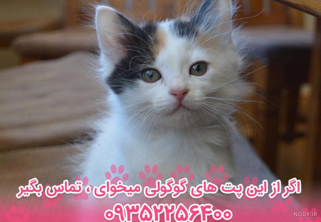 آخرین خبر | بچه گربه ژاپنی با چشمانی فوق درشت! آخرین خبر | بچه گربه ژاپنی با چشمانی فوق درشت!