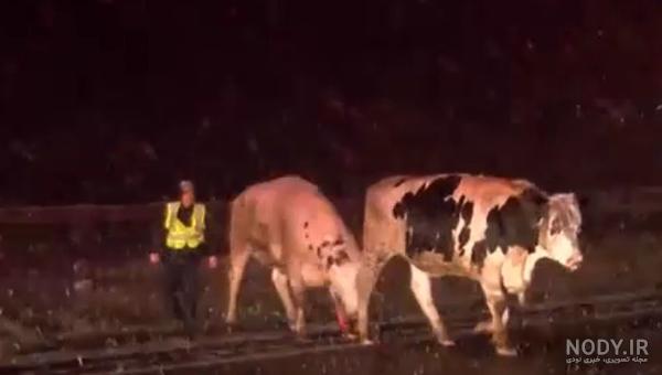 آزار دادن گاو برای رای آوردن در انتخابات + فیلم آزار دادن گاو برای رای آوردن در انتخابات + فیلم