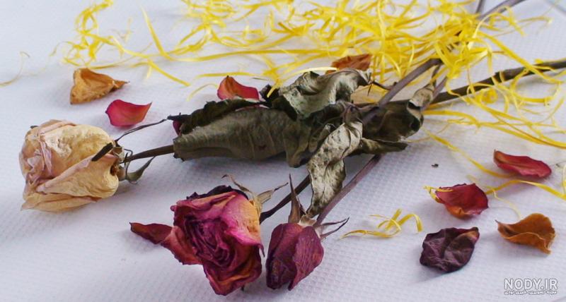 آشنایی با مشخصات 17+ گونه انواع گل رز طبیعی در جهان با عکس آشنایی با مشخصات 17+ گونه انواع گل رز طبیعی در جهان با عکس