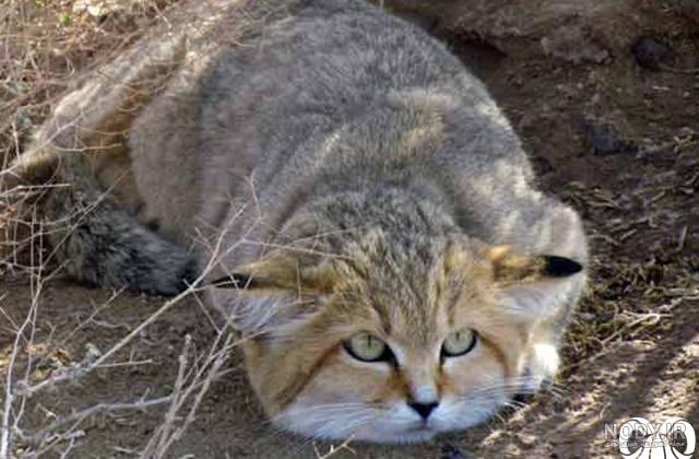 آشنایی با 12 گونه گربه وحشی +عکس