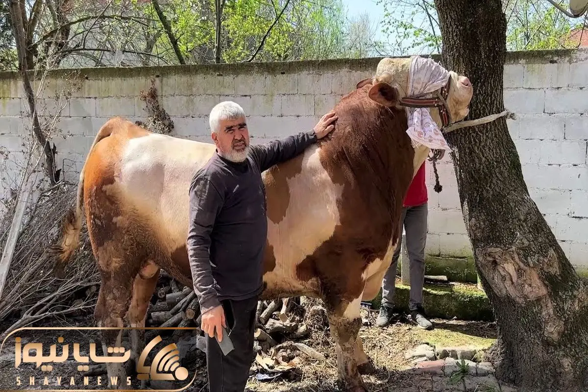 آیا در دریای خزر(مازندران) کوسه وجود دارد؟ آیا در دریای خزر(مازندران) کوسه وجود دارد؟