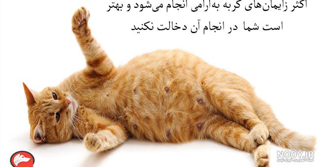 آیا گربه حامله است؟ راههای تشخیص حاملگی در گربه ها و نکات مهم حاملگی گربه آیا گربه حامله است؟ راههای تشخیص حاملگی در گربه ها و نکات مهم حاملگی گربه