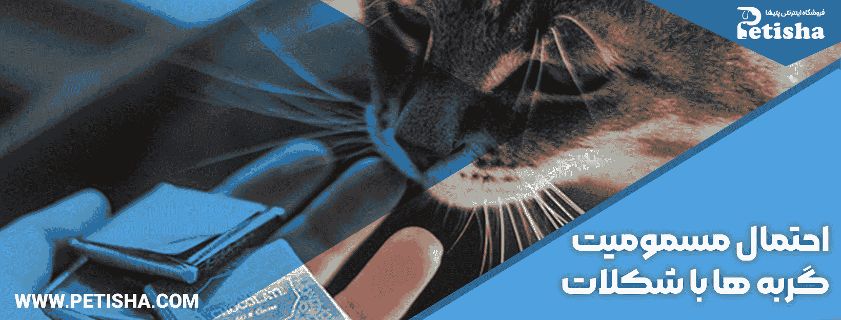 آیا گربه می تواند شکلات بخورد؟ | وبلاگ باران‌پت