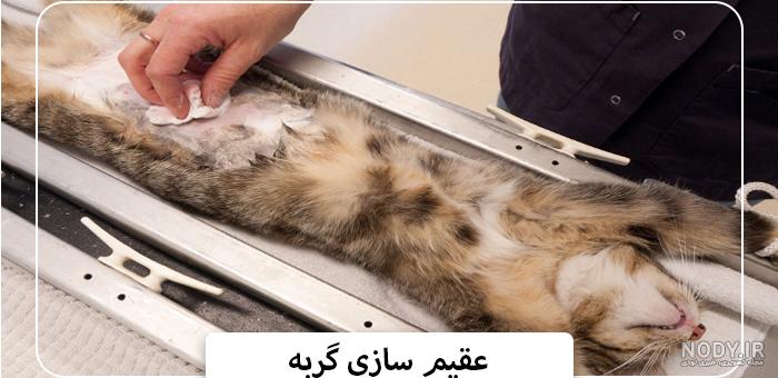 از کجا بفهمیم گربه عقیم شده؟ از کجا بفهمیم گربه عقیم شده؟