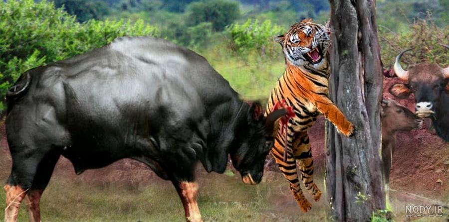 اسباب بازی فیگور جعبه دار گاو وحشی پلاستیکی سه عددی (WILD LIFE) فروشگاه پیام کالا اسباب بازی فیگور جعبه دار گاو وحشی پلاستیکی سه عددی (WILD LIFE) فروشگاه پیام کالا
