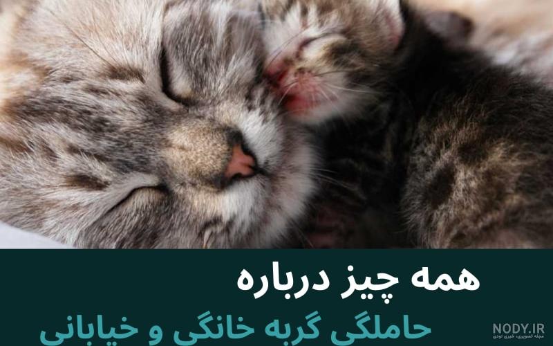 انجمن راسخون - عکس جالب سی تی اسکن سگ و گربه باردار انجمن راسخون - عکس جالب سی تی اسکن سگ و گربه باردار