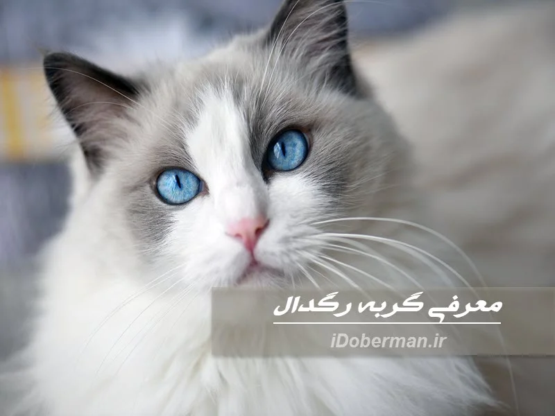 انواع نژاد گربه | معرفی نژاد رگدال | Ragdoll انواع نژاد گربه | معرفی نژاد رگدال | Ragdoll