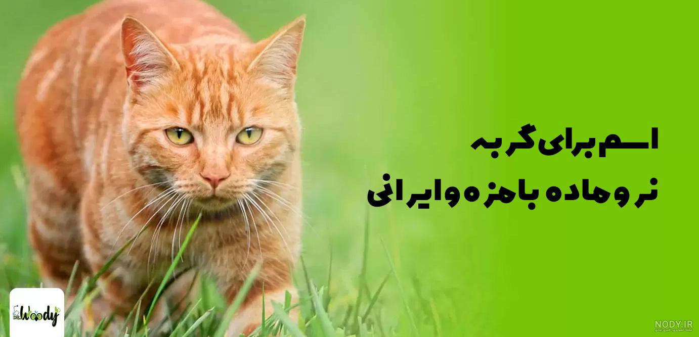 انواع گربه پرشین رو براساس این مشخصات بشناسید - پت پرس انواع گربه پرشین رو براساس این مشخصات بشناسید - پت پرس