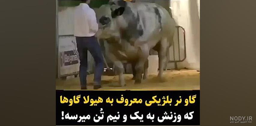با عضلانی ترین گاو جهان آشنا بشوید|گاو آبی بلژیکی با عضلانی ترین گاو جهان آشنا بشوید|گاو آبی بلژیکی