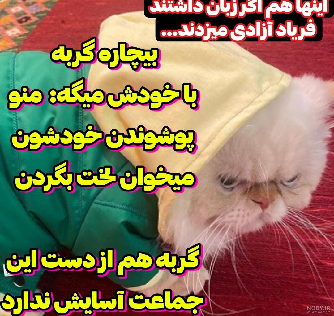 با گربه چکمه‌پوش واقعی آشنا شوید + عکس