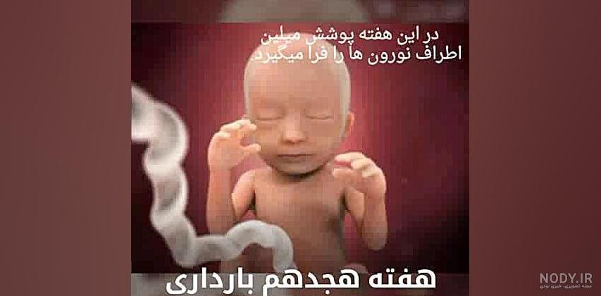 بارداری هفته به هفته (عکسهای جنین در هفته های بارداری ) بارداری هفته به هفته (عکسهای جنین در هفته های بارداری )