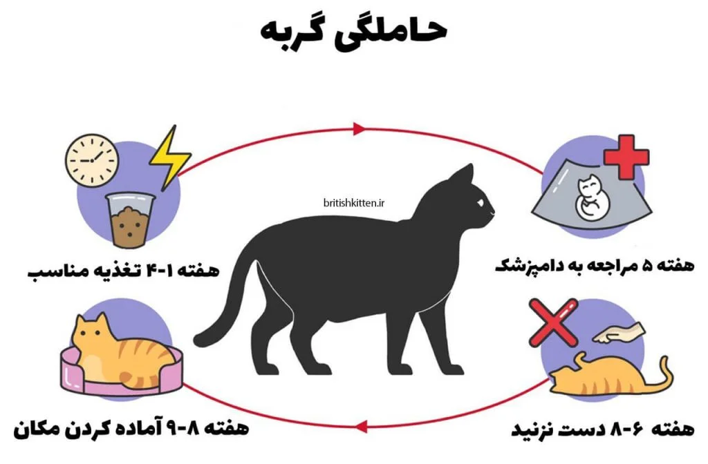 بارداری گربه و نکات مراقبتی آن – ازپزشک بارداری گربه و نکات مراقبتی آن – ازپزشک