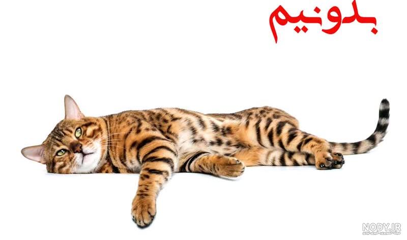 ببینید | لحظه حمله عجیب یک گربه وحشی به سگ بی‌دفاع‎
