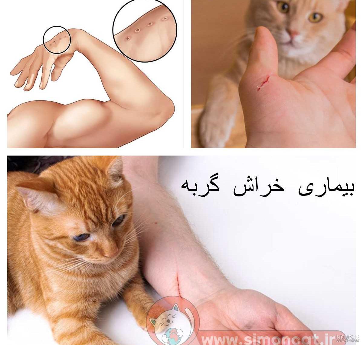ببینید | لحظه عجیب و حیرت‌انگیز حمله یک موش ریز جثه به دو گربه خانگی