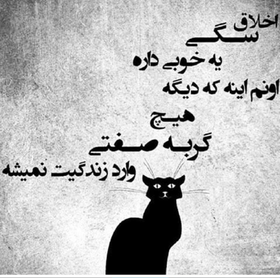 برای گربه ها برای گربه ها
