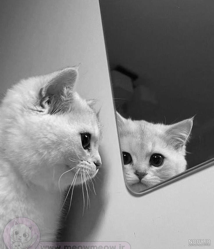 بررسی نژاد های گربه بررسی نژاد های گربه