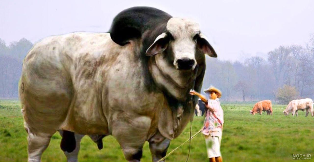 بچه رو به روش گاو صورتی تربیت نکن!
