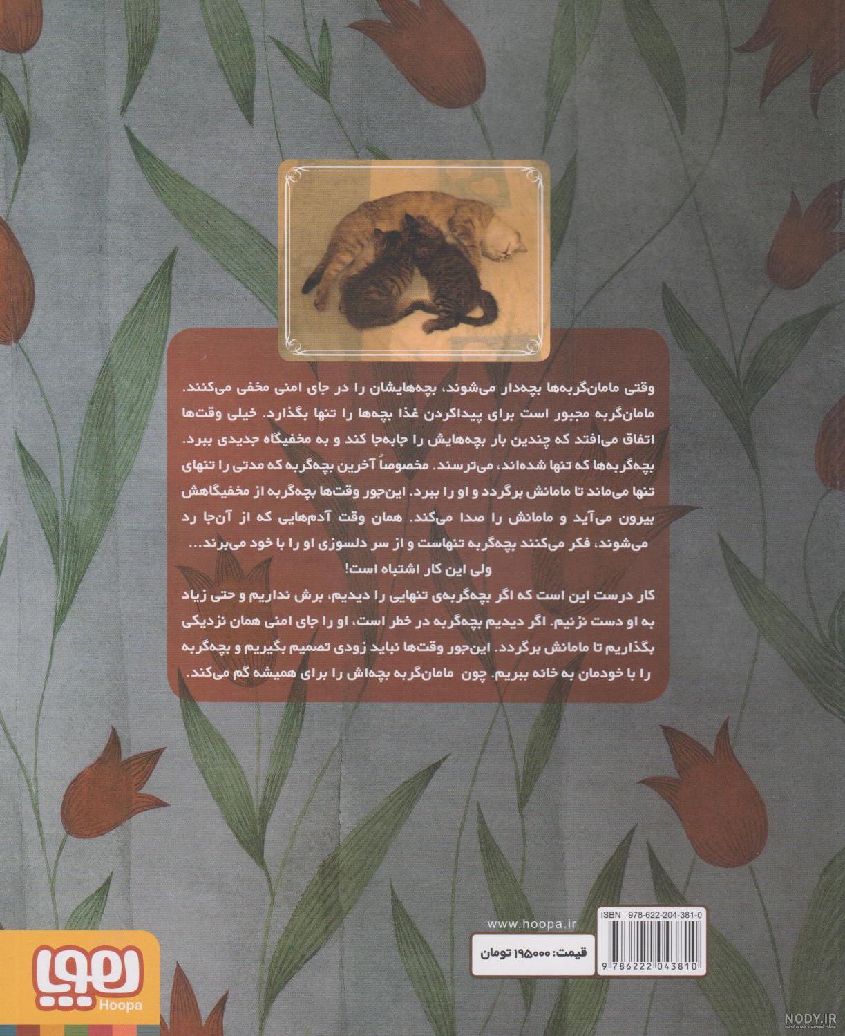 بچه گربه اسکاتیش آنفولد نر دو ماهه گلد - بریتیش کیتن بچه گربه اسکاتیش آنفولد نر دو ماهه گلد - بریتیش کیتن