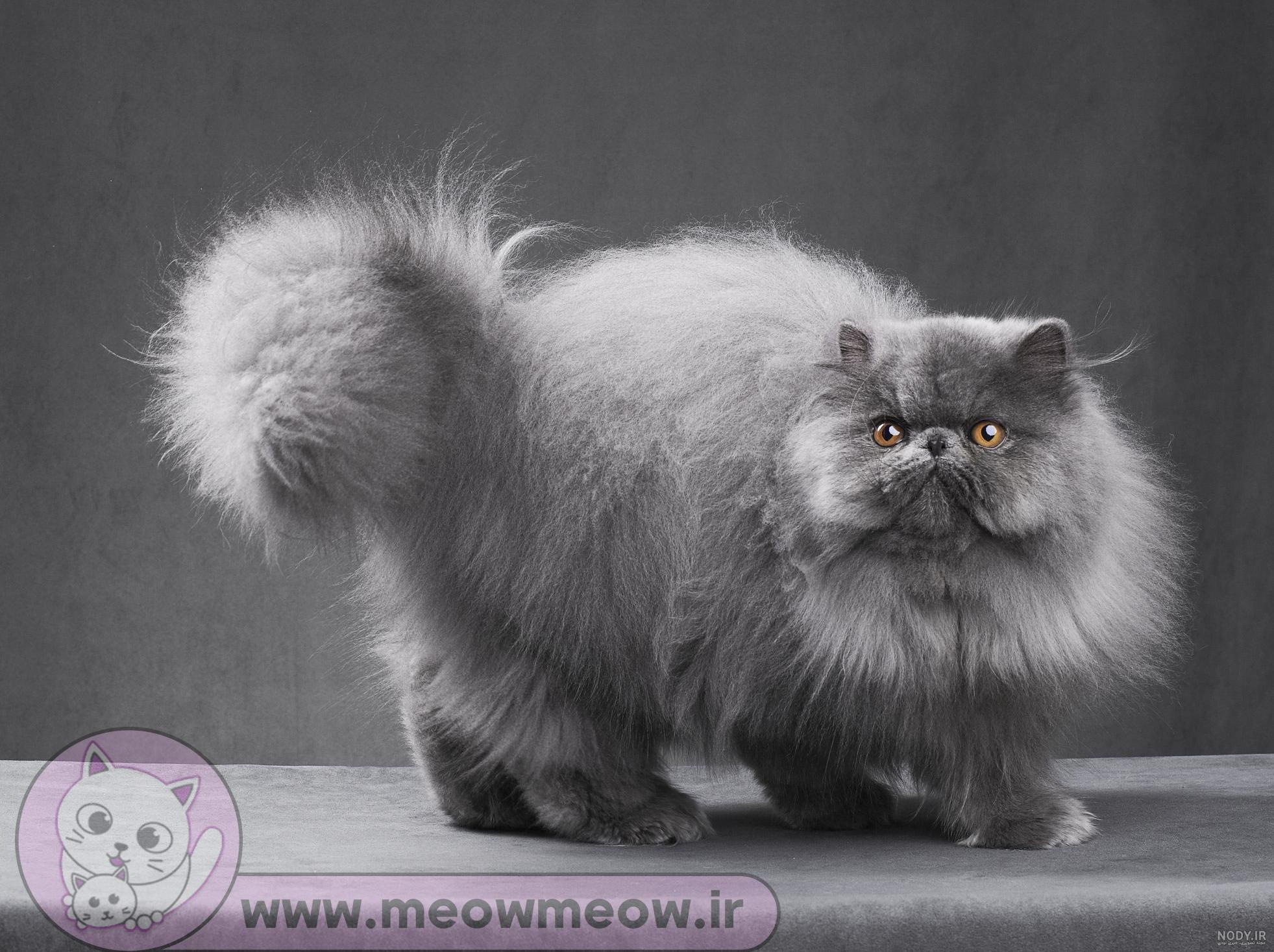 بچه گربه خوشگل سفید بچه گربه خوشگل سفید