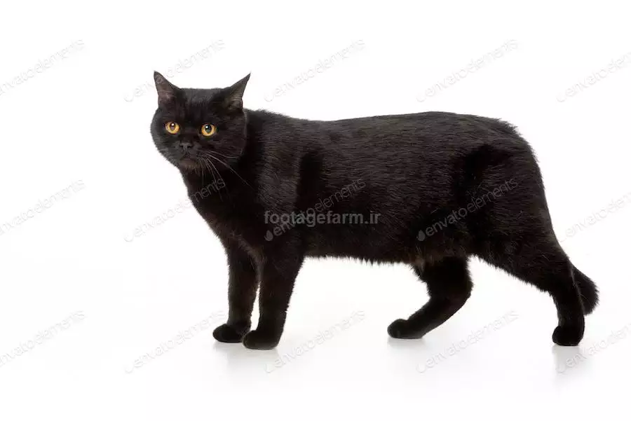 بچه گربه خیلی ریزه زشت - عکس ویسگون بچه گربه خیلی ریزه زشت - عکس ویسگون