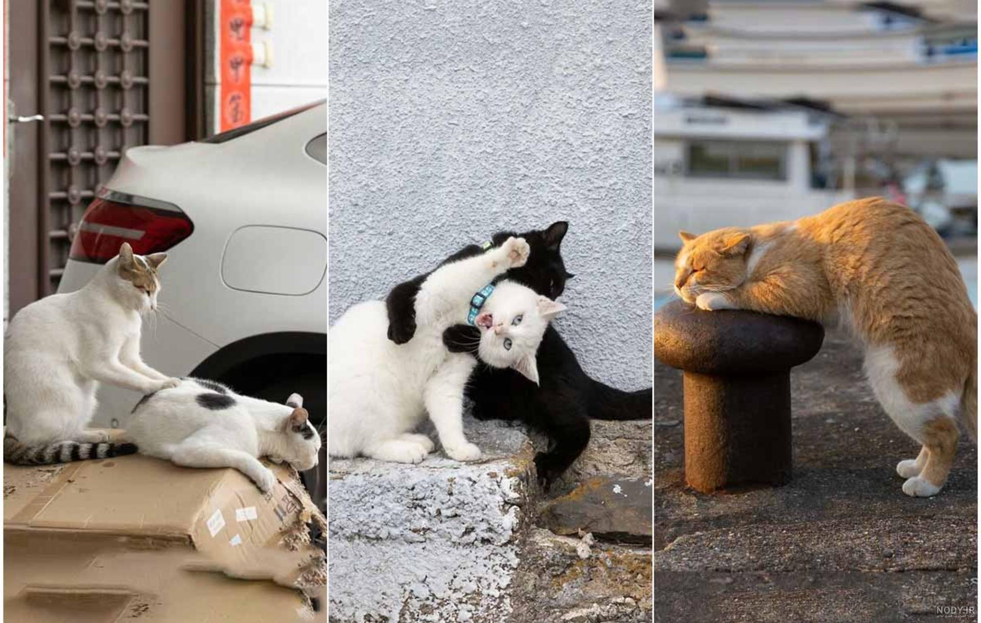 بچه گربه های کوچک کوچک در خیابان