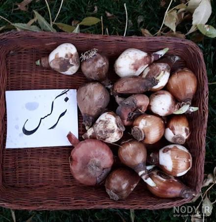 بیماری پیاز گل نرگس ؛ علائم و تشخیص بیماری‌ها برای انتخاب پیاز مرغوب نرگس |  اطلس گل | Atlas Flower