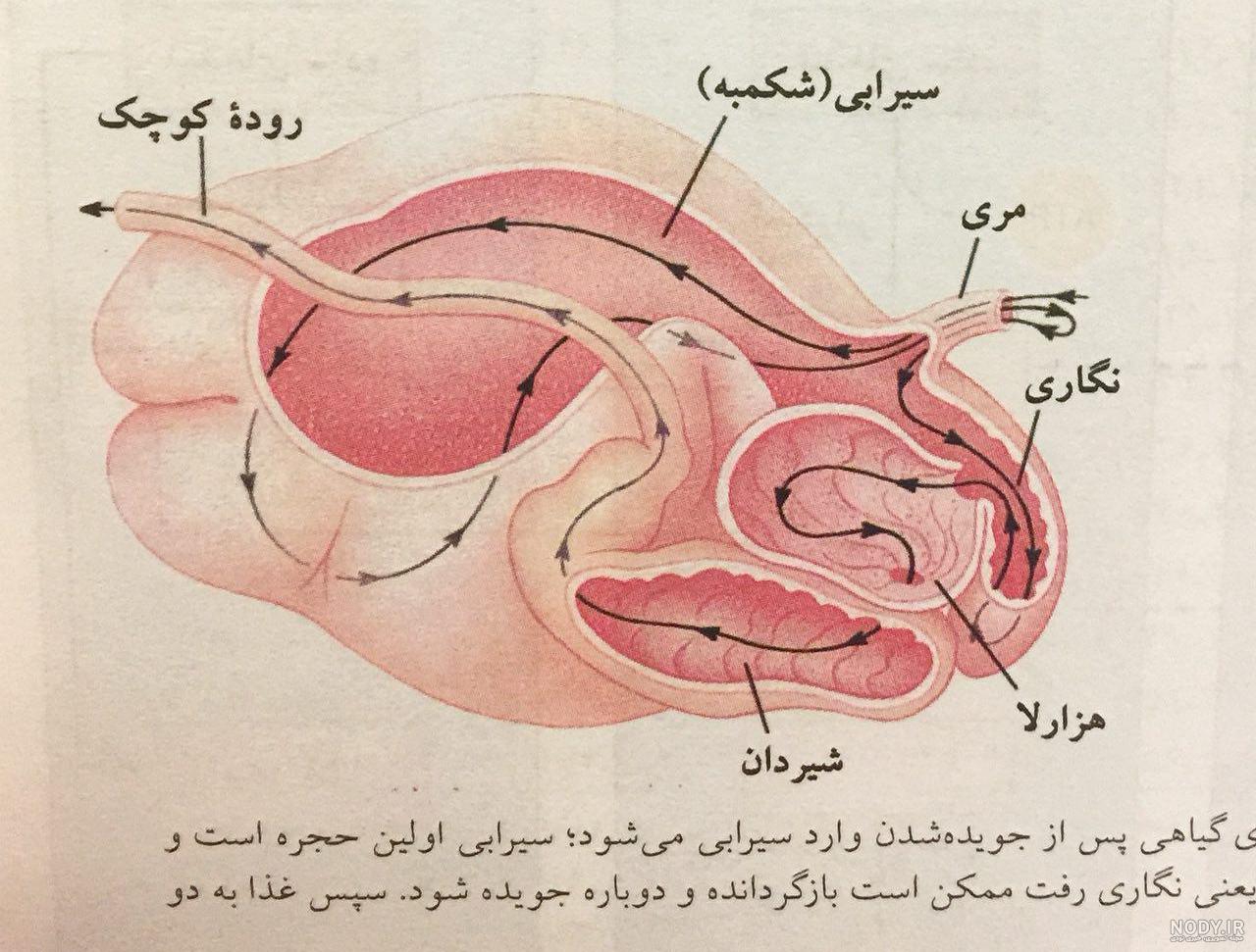 تجزیه پلاستیک با میکروب معده گاو! - ایسنا تجزیه پلاستیک با میکروب معده گاو! - ایسنا