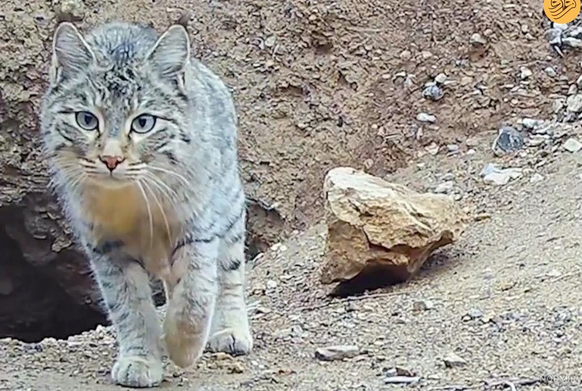 ترس جالب گربه های خوشگل از حمام کردن